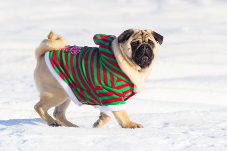Pug dog walking outdoors in winter.の写真素材