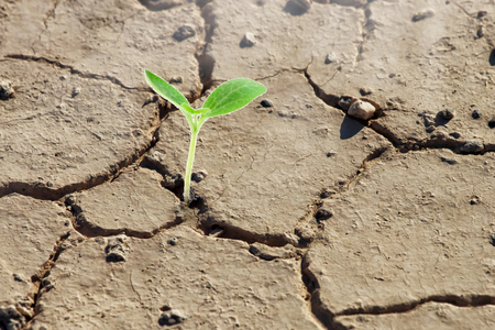 Ecology concept. Rising sprout on dry ground.の写真素材