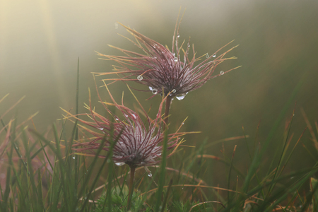 Beautiful water drop on a dandelion flower seed macro in nature. Beautiful deep saturated blue and sunset background, free space for text. Bright colorful expressive artistic image formの写真素材