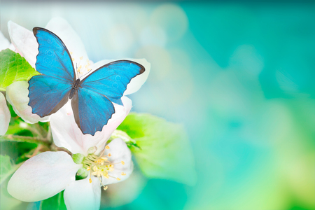 A gentle blue butterfly on a fluffy tree flower in nature in soft pastel colors with a soft focus, macro. Dreamy, romantic, elegant, art image of living natureの写真素材
