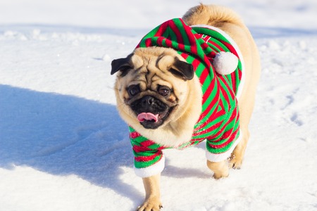 Playful dog wearing warm coat standing on snowの写真素材