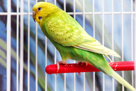 Yellow green wavy parrot sits in a cage,の写真素材