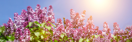 Spring branch of blossoming lilac nature background. Space for textの写真素材