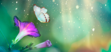 Beautiful blue butterfly and blossoming petinia in spring at Sunrise on blue and pink background macro. Amazing elegant artistic image nature in spring, flower and butterfly.の写真素材