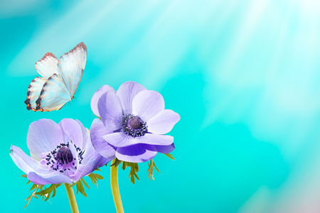 Beautiful white flower anemones fresh spring morning on nature and fluttering butterfly on soft blue background, macro. Spring template, elegant amazing artistic image, free spaceの写真素材