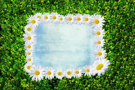 Spring floral background. Green frame of white forest flowers primrose in nature and wooden blue boards. Texture of fresh forest greenery in morning outdoors with copy space.の写真素材
