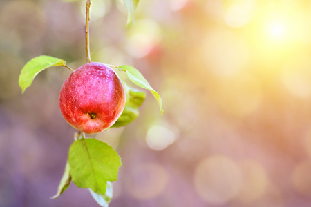 red organic apples on the treeの写真素材