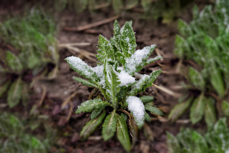 Frozen leaves of a plant in winterの写真素材
