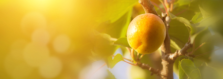 A branch with apricots and green leaves. Apricot orchard and dirt pathの写真素材