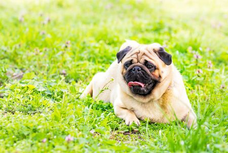 Close-up of Pug on the green grass in the garden, spring timeの写真素材
