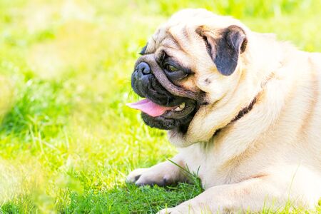Close-up of Pug on the green grass in the garden, spring timeの写真素材