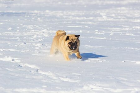 Dog pug is standing in the snow in winter landscapeの写真素材