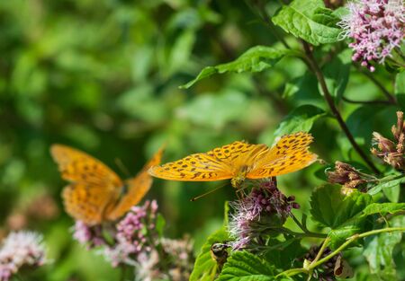Closeup butterfly on flower Common tiger butterfly . Space for textの写真素材