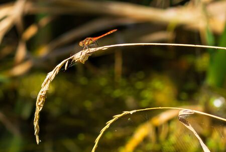 beautiful dragonfly in natural surroundings. Nature