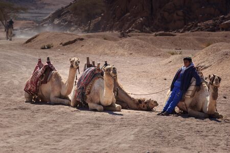 Sharm El Sheikh, Egypt - January 24, 2018:people traveling on camels in egypt desert.のeditorial素材