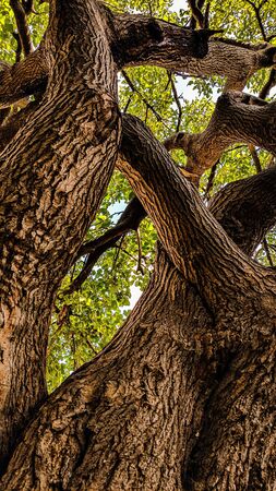 Beautiful spiral tree trunk on bokeh background of rich greenery. Vivid natural green backdrop of scenic nature in sunlight with copy space. Lush foliage in sunny day. Swirling tree close-up.の写真素材