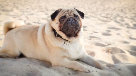 Little funny pug lying on a sidewalk in a summer park.の写真素材