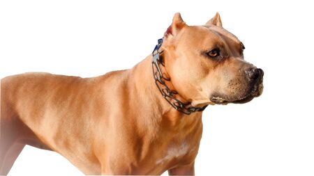 American Staffordshire Terrier , isolated on white, maleの写真素材