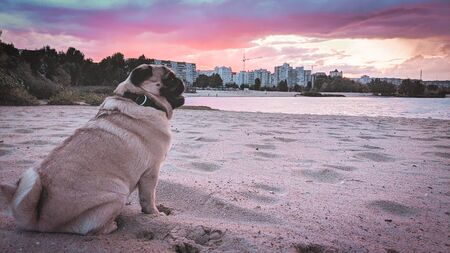 Dog pug in rose sunlight.の写真素材