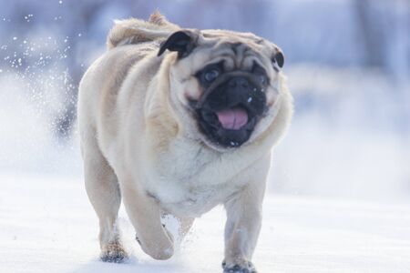 pug puppy run in snow field. winter dogの写真素材