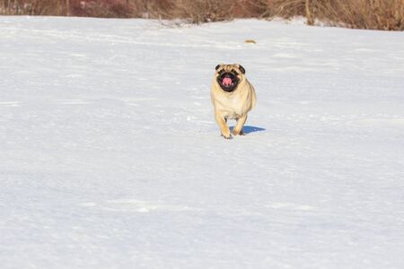 pug puppy run in snow field. winter dogの写真素材