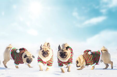 Christmas dogs wear uniform elf. Group pugs over winter snow background. Copy spaceの写真素材