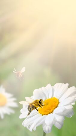 A lot of chamomile in summer meadow in nature in sunshine at sunset and a flying bumblebee. Beautiful summer landscape with field of daisies in sunset. Summer wallpapers.の写真素材