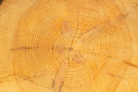 Wood cut background,Nature tree textureの写真素材