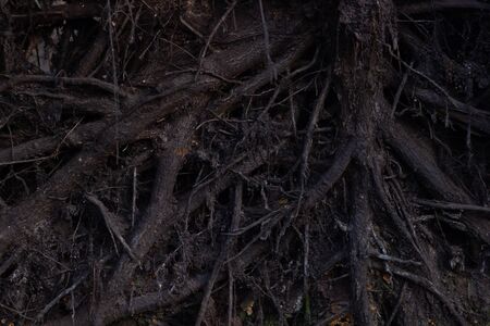 close up roots with fertile soil backgroundの写真素材