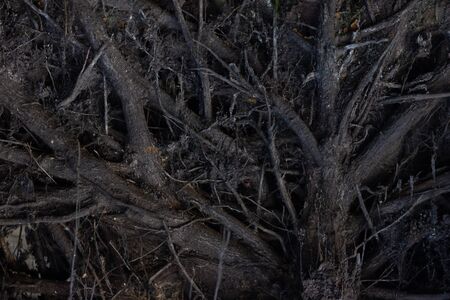 close up roots with fertile soil background
