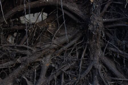 close up roots with fertile soil backgroundの写真素材