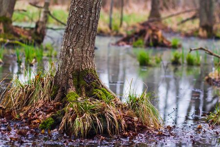 swamp trees scene in the forest. pondの写真素材