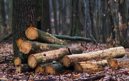Deforestation, felled tree trunks in the forest, protecting the environment, the causes of global...