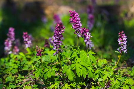 Nature Spring flowering forest background. Violet flowersの写真素材