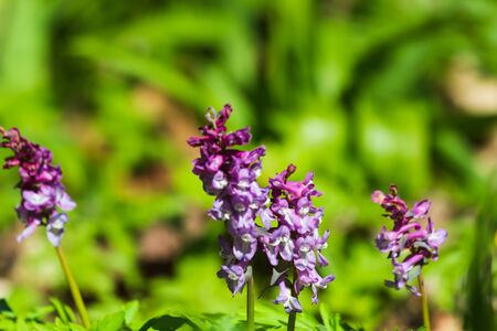 Forest of brightly coloured flowers background