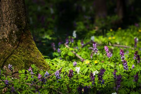 Purple Flowers in the woods. Spring forestの写真素材