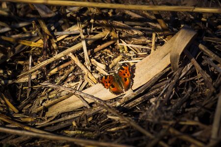 cream-spot tiger moth with outstretched wings and an orange and crimson body close-up Latin epicallia villica or arctia villica family erebidae with very clear antenna at restの写真素材