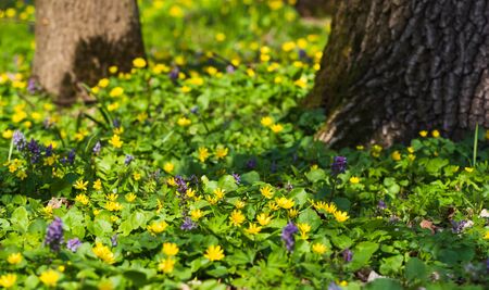 Yelow spring flowers in wild forest