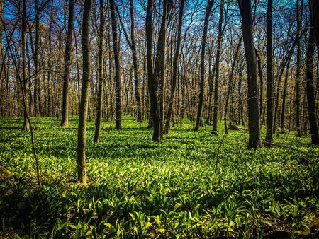 Wild garlic carpet in forest ready to harvest. Ramsons or bear's garlic growing in forest in spring....