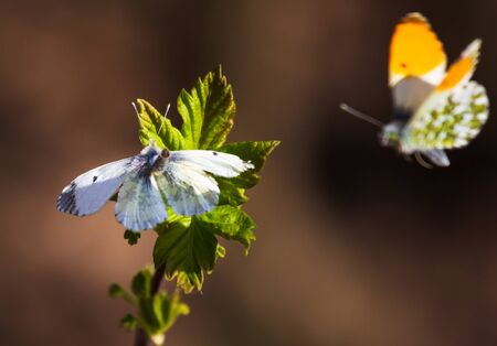 Two butterflies love on a flower. Natureの写真素材