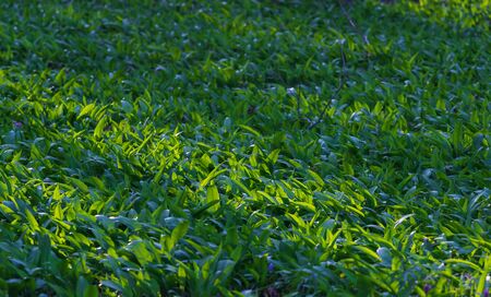Green leaves wall background. Nature spring forest