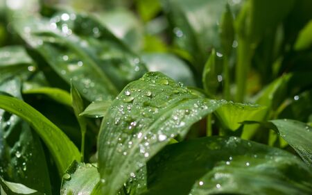 Green leaf with drops of water