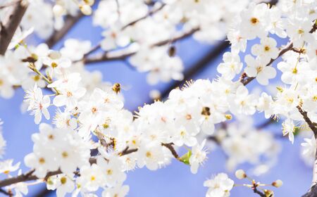 white spring flowers on a tree branch over blue sunny bokeh background close-upの写真素材