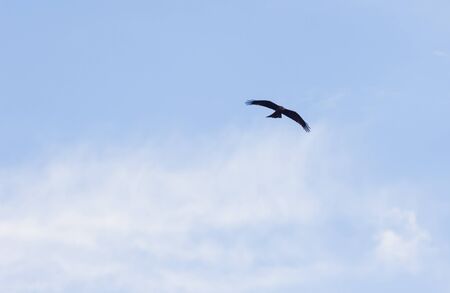 Adult White-tailed eagle in flight. Blue sky background. Scientific name: Haliaeetus albicilla, also known as the ern, erne, gray eagle, Eurasian sea eagle and white-tailed sea-eagle.の写真素材