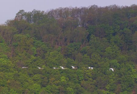 key of wild geese, birds return from warm edges, fine spring dayの写真素材