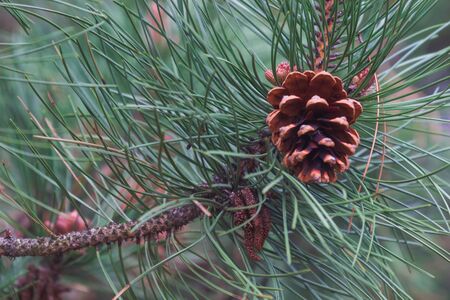 Pine Cone And Branches. Natureの写真素材