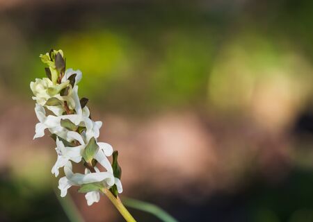 spring forest background. Bloom white flowerの写真素材