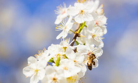 Bee flying, bee on the flower, Bloom tree natureの写真素材