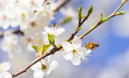 Bee flying, bee on the flower, Bloom tree natureの写真素材