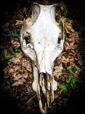 Close up of a Roe Deer skull found in a field. Possibly a fawn owing to the size of the skull.の写真素材